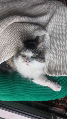 Chat